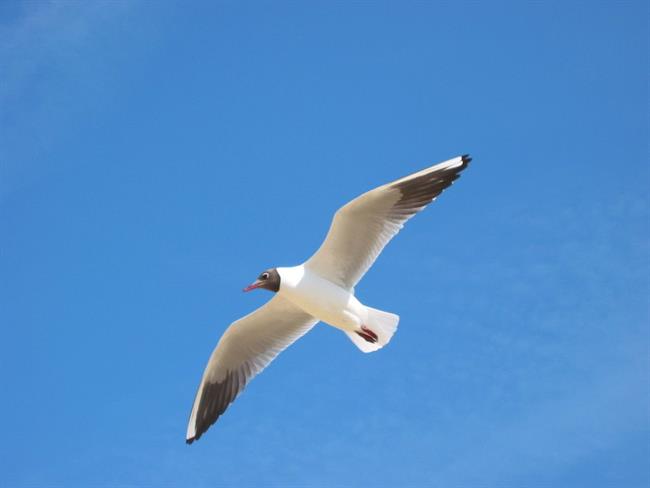 Lepa misel za lepši dan. (foto: freeimages.com)