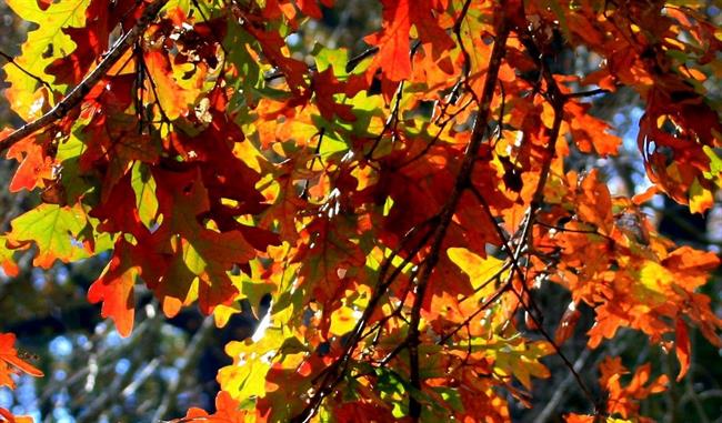 Lepa misel za lepši dan. (foto: freeimages.com)