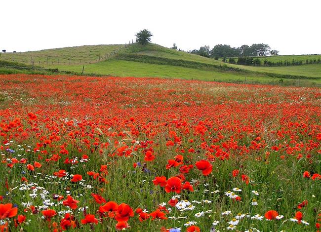 Lepa misel za lepši dan. (foto: freeimages.com)