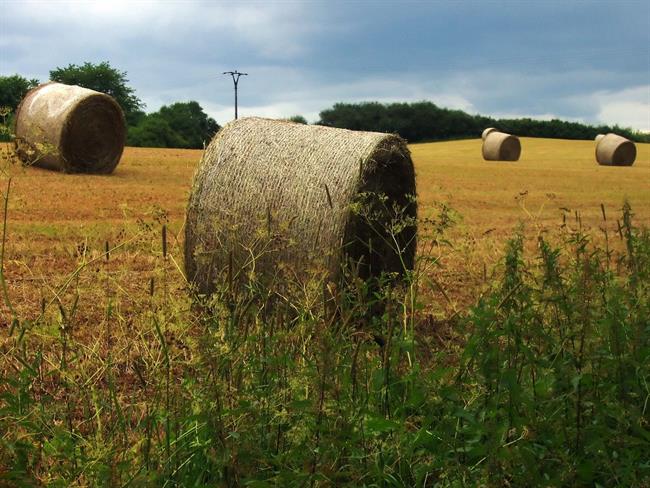 Lepa misel za lepši dan. (foto: freeimages.com)