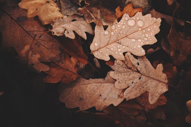 Danes bo sprva pretežno jasno, del dopoldneva bo ponekod še megla. (foto: pexels.com)