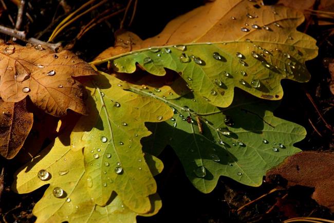 Lepa misel za lepši dan. (foto: freeimages.com)