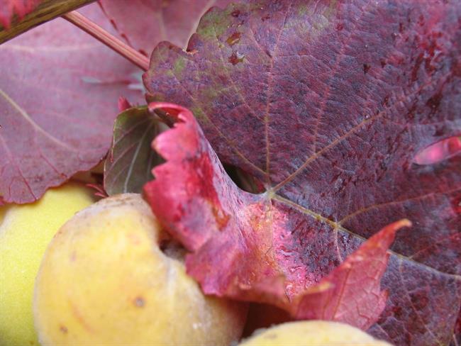 Lepa misel za lepši dan. (foto: freeimages.com)