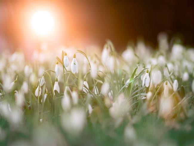 Danes se bo v zahodnih in deloma osrednjih krajih zmerno pooblačilo, drugod bo še sončno. (foto: pexels.com)