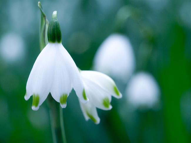 Lepa misel za lepši dan. (foto: freeimages.com)