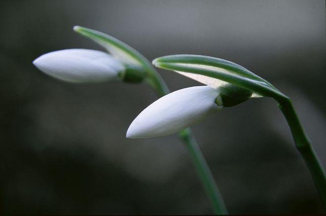 Lepa misel za lepši dan. (foto: freeimages.com)