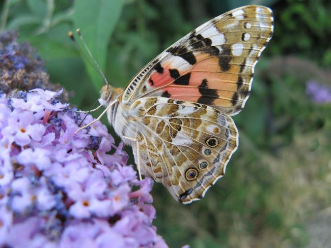 Lepa misel za lepši dan. (foto: freeimages.com)