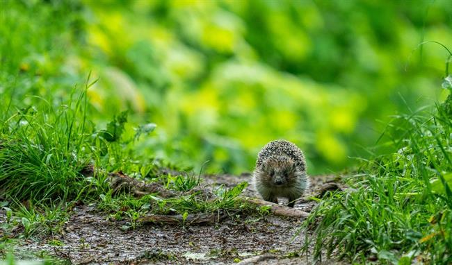 Lepa misel za lepši dan. (foto: pexels.com)