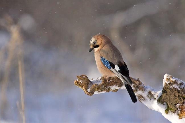 Kaj lepega prinaša nov teden? (foto: pexels.com)