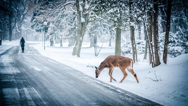 Lepa misel za lepši dan. (foto: pexels.com)