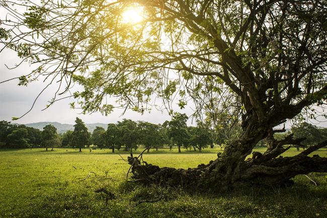 Danes bo dokaj sončno. (foto: pexels.com)