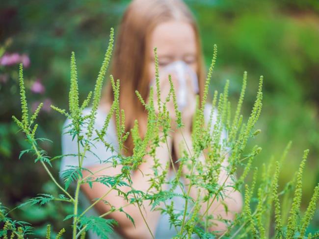 Pri alergiji na ambrozijo si lahko pomagate s številnimi naravnimi pomočniki. (Foto: Freepik.com)