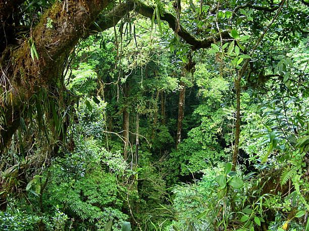 Če sanjate gost gozd, je to lahko znak, da boste kmalu srečali ljubezen svojega življenja. (Foto: Freepik.com)