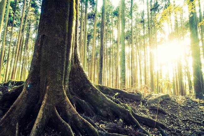 Kako globoke so vaše korenine in kako pogosto se zemljite? (Foto: Freepik.com)