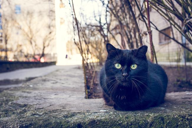 Mačka bi morala biti tako kot vsaka žival in vsako bitje svobodna, da si izbere kje, s kom in kako bo živela. (Foto: Freepik.com)