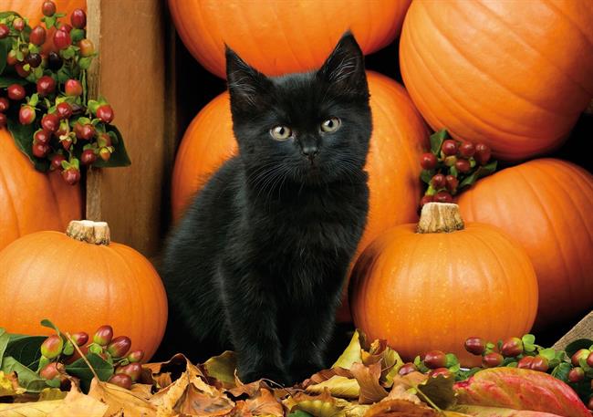 O črnih mačkah je razširjenih veliko lažnih mitov, zaradi katerih se teh čudovitih bitij nekateri celo bojijo. (Foto: Freepik.com)