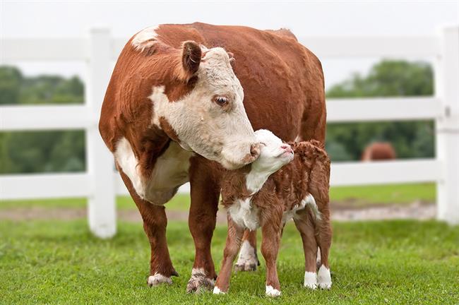 Tudi kravja mama si želi vzgajati svojega telička in doživeti, kako bo odrasel. (Foto: Arhiv)