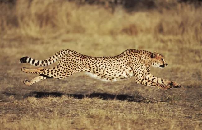 Gepard lahko pospeši v treh sekundah z nič na skoraj sto kilometrov na uro! (Foto: Arhiv)