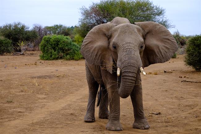 	Znanstveniki so ugotovili, da so starejši sloni v čredi tisti, ki prevzemajo ključne odločitve. (Freepik.com)
