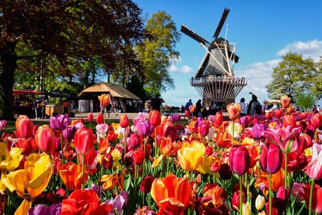 Tulipani na Nizozemskem. (Foto: Freepik.com)