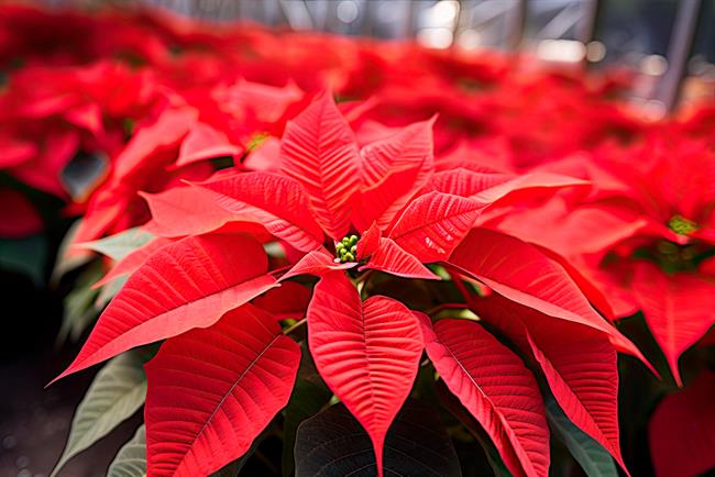 	Ko boste kupovali božično zvezdo, preverite, da zeleni listi nimajo rjave ali rumene obrobe, rdeči cvetovi pa ne preveč zelene obrobe! (Foto: Freepik.com)