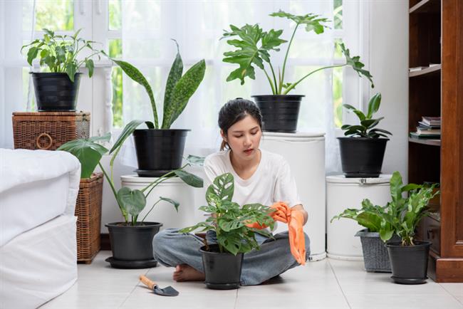 Imate tudi vi težave s sobnimi rastlinami? (Foto: Freepik.com)