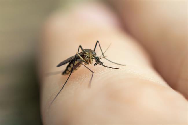 	Nekateri ljudje komarjem enostavno ne dišijo. (foto: Freepik.com)