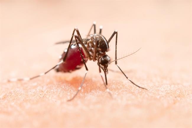	Nadležne komarje preženite na naraven način. (foto: fREEPIK.COM)
