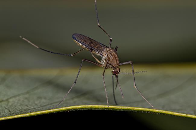 	Preženite komarje z naravnim pripravkom. (foto: FreePIK.COM)