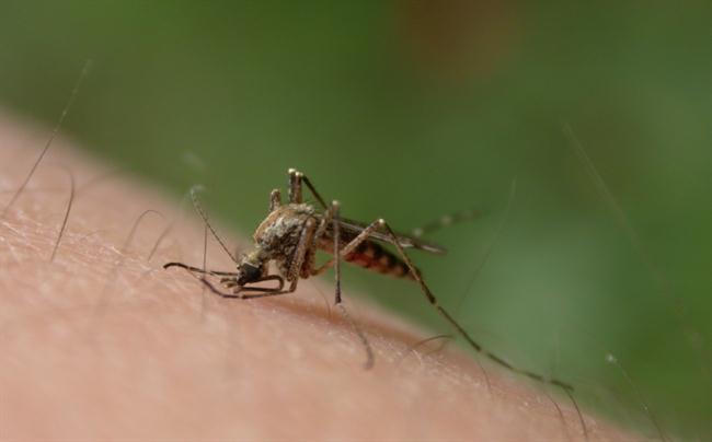Odpravite komarje na naraven način. (foto: www.sxc.hu)