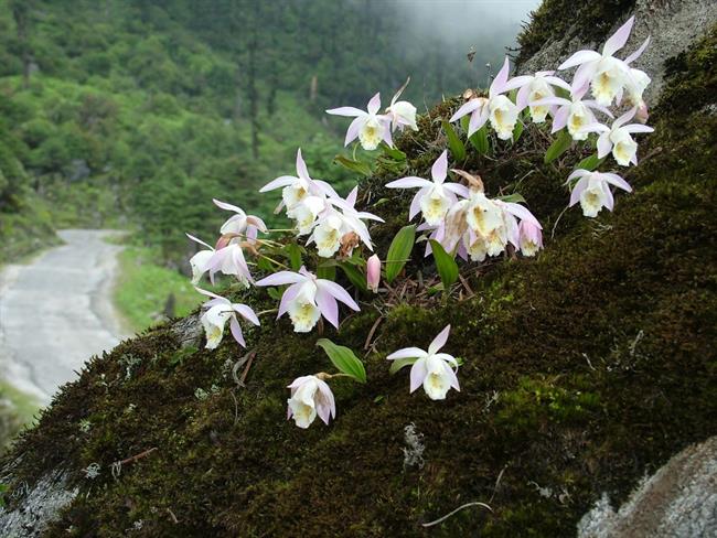 Orhideje. (foto: Olga Paušič)