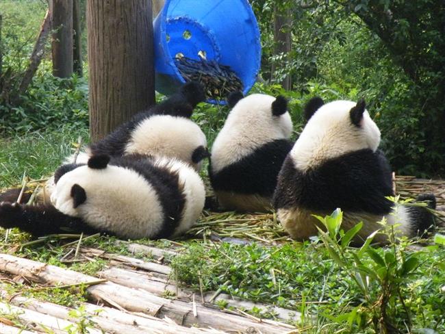V Čengduju je na ogled sodobno urejen vzrejni center velikih pand. (foto: A.P.)