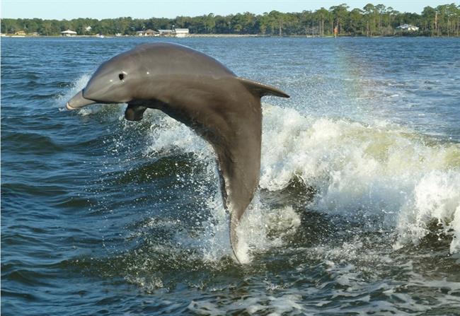 Delfini se sporazumevajo med sabo. (foto: www.sxc.hu)