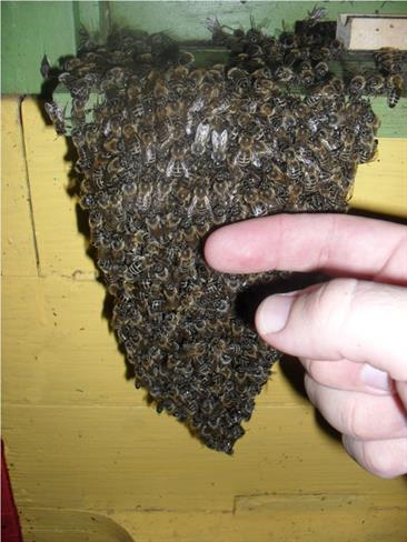Božanje čebel je neverjeten občutek. (foto: Boštjan Tovornik)