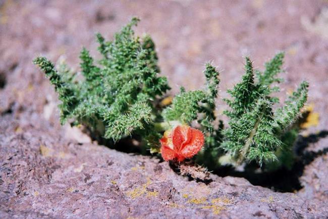 Skromno rastje na puščavskih tleh. (foto: O.P.)