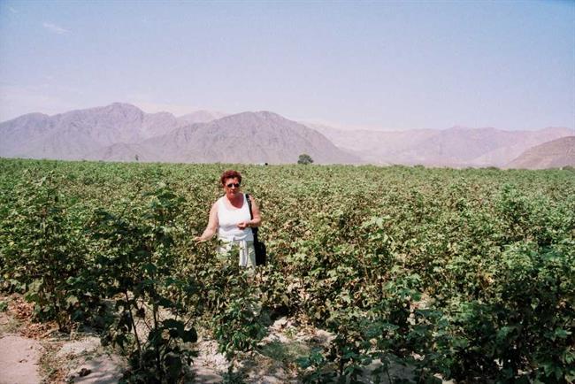 Nazca je zahvaljujoč namakanju oaza sredi puščave. Dobro uspeva celo bombaž. (foto: O.P.)