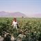 Nazca je zahvaljujoč namakanju oaza sredi puščave. Dobro uspeva celo bombaž. (foto: O.P.)