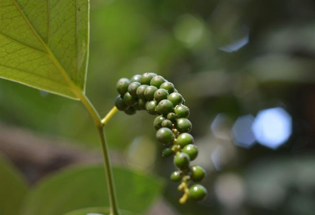 Zeleni poper je najuspešnejša začimba za topljenje maščobnih oblog. (foto: www.sxc.hu)