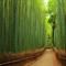 Bambusov gozd, Japonska (foto: www.boredpanda.com)