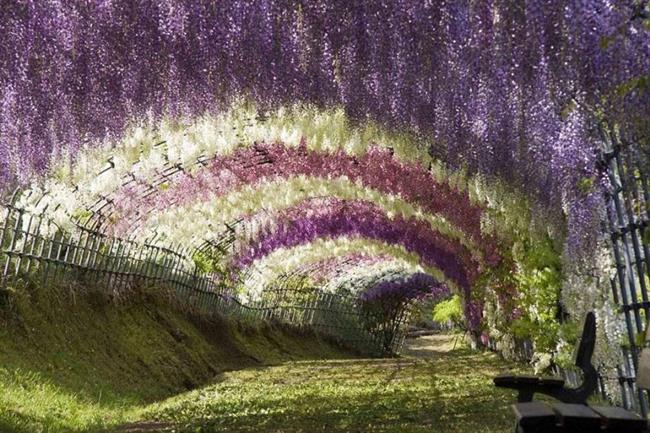 Cvetlični tunel, Japonska (foto: www.boredpanda.com)