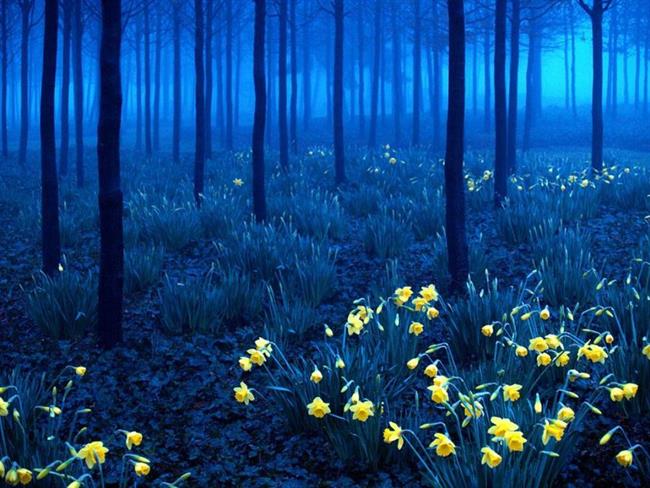 Črni gozd, Nemčija (foto: www.boredpanda.com)