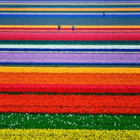 Polja tulipanov, Nizozemska (foto: www.boredpanda.com)