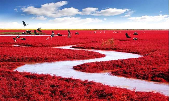 Rdeča plaža, Kitajska (foto: www.boredpanda.com)