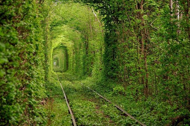 Tunel ljubezni, Ukrajina (foto: www.boredpanda.com)