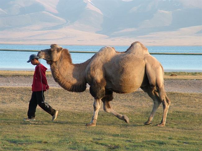 Tudi kamele so na voljo za rekreativno ježo. (foto: O.P.)