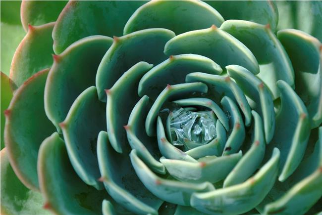 Netresk, zdravilna rastlina, ki prinaša srečo. (foto: www.sxc.hu, fotografija je simbolična)
