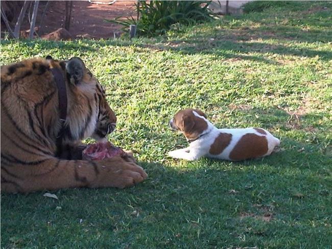 Tiger in pes (foto: Facebook)