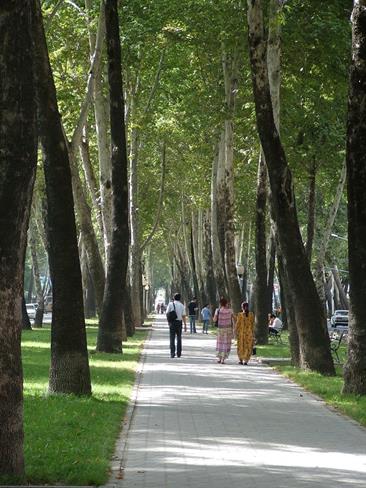 Poseben čar dajejo Dušanbeju  številni drevoredi. (foto: O.P.)