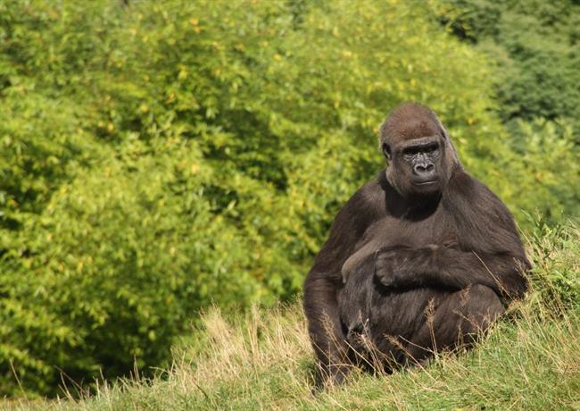 Gorila, slikana blizu Knežaka. 
