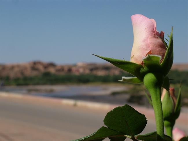 Roza vrtnice – Lepotice Damaska. (foto: A. P.)